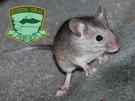 Redding Spray Service Logo