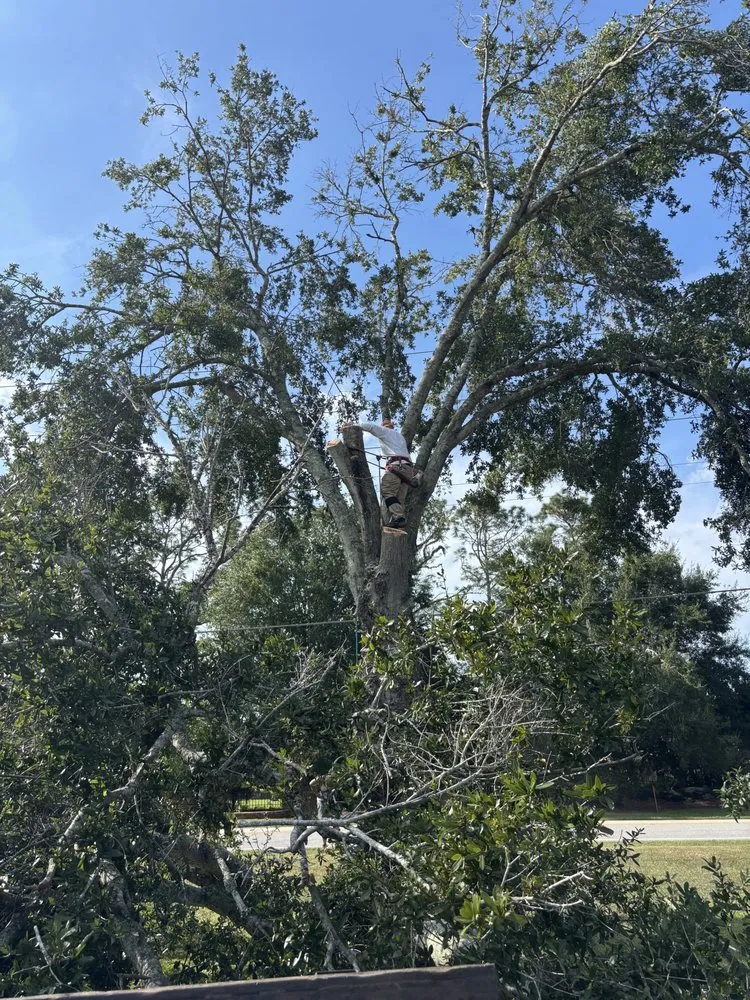Trusted lawn mowing service for year-round maintenance in Fruitland Park, FL by Redeemed Roots