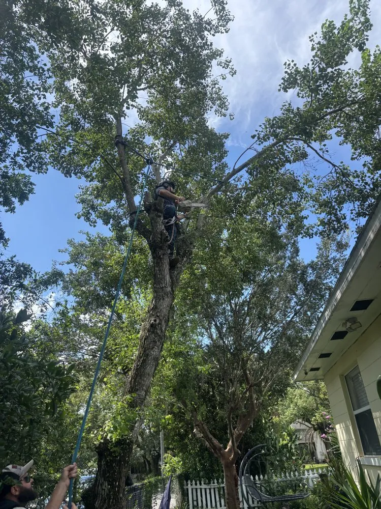 Local yard cleanup service for homes across Fruitland Park, FL - Redeemed Roots