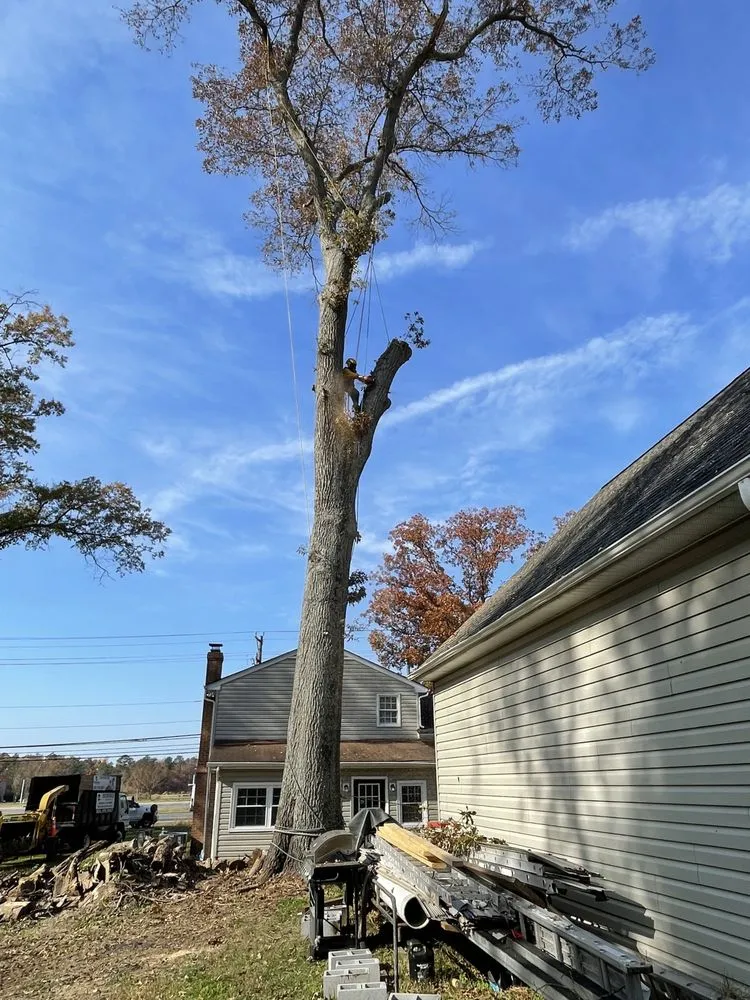 Top-rated yard cleanup service experts serving Richmond, VA - Redeemed Tree Service