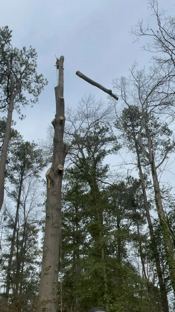 Expert yard cleanup service in Richmond, VA by Redeemed Tree Service