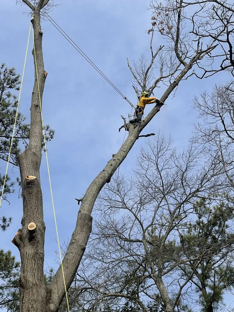 Top-rated lawn care service in Richmond, VA by Redeemed Tree Service