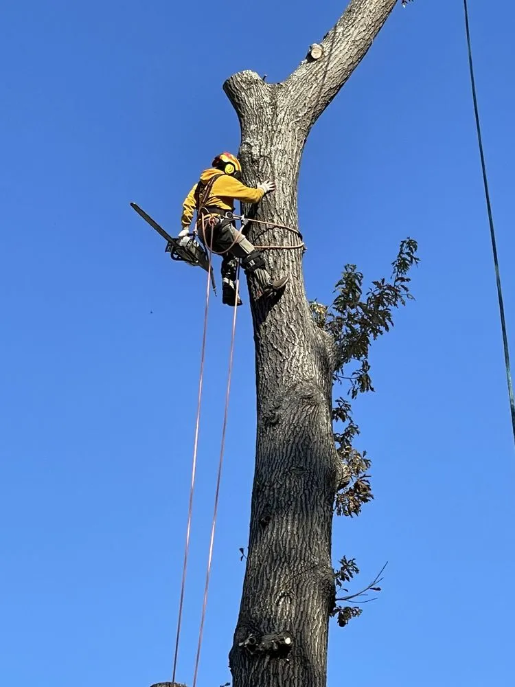 Top-rated lawn mowing service experts serving Richmond, VA - Redeemed Tree Service