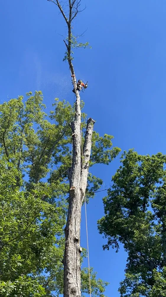 Local landscape design experts serving Richmond, VA - Redeemed Tree Service