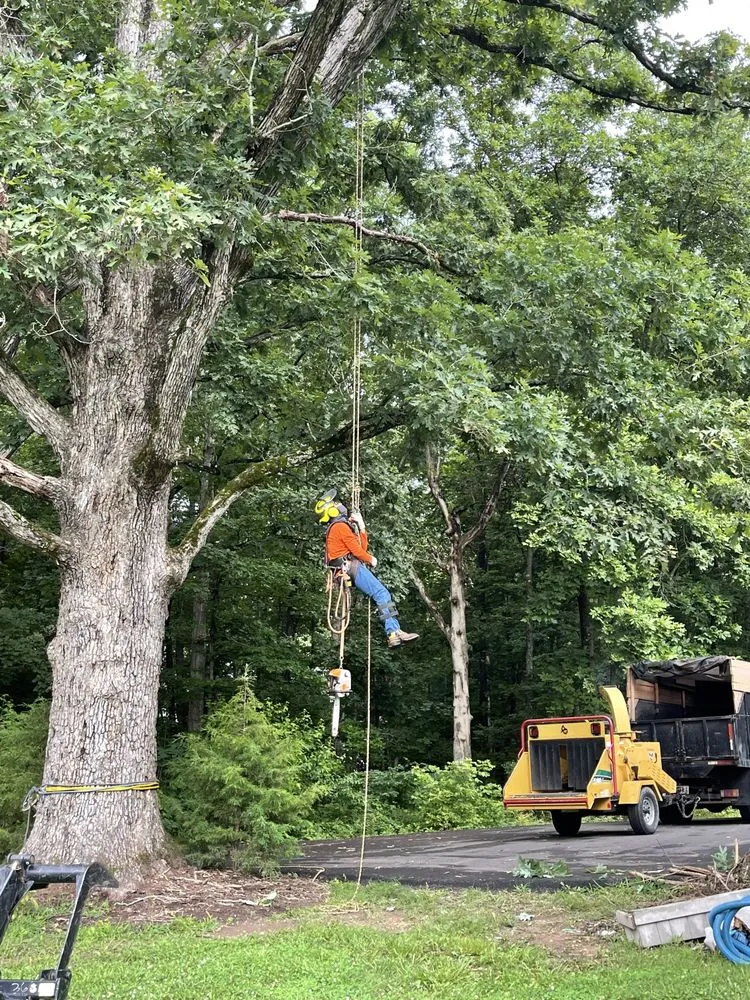 Expert yard maintenance in Richmond, VA by Redeemed Tree Service