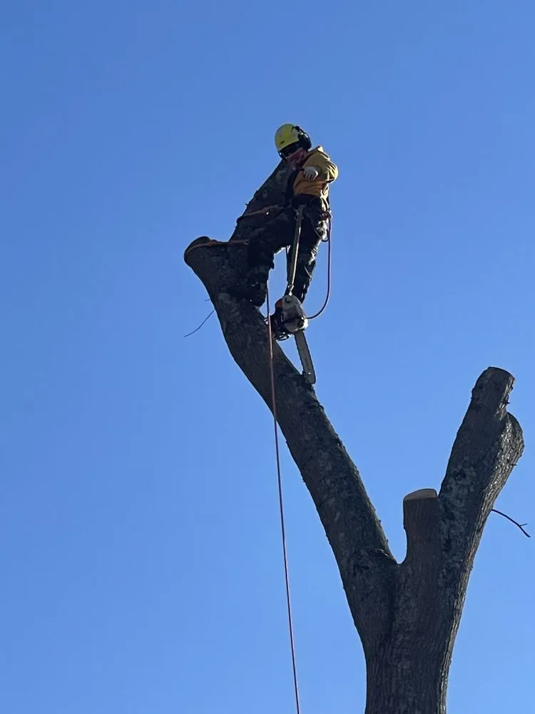 Custom landscape installation experts serving Richmond, VA - Redeemed Tree Service