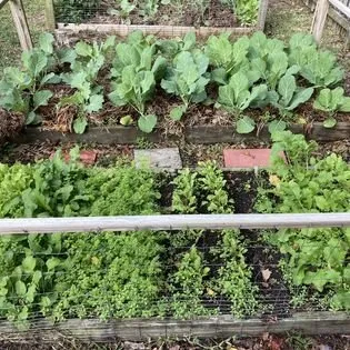 Expert garden landscaping in Wilmington, NC by Redeeming Landscapes