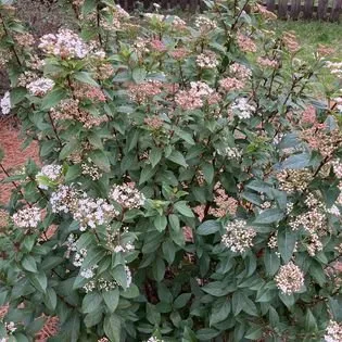 Reliable landscape installation experts serving Wilmington, NC - Redeeming Landscapes