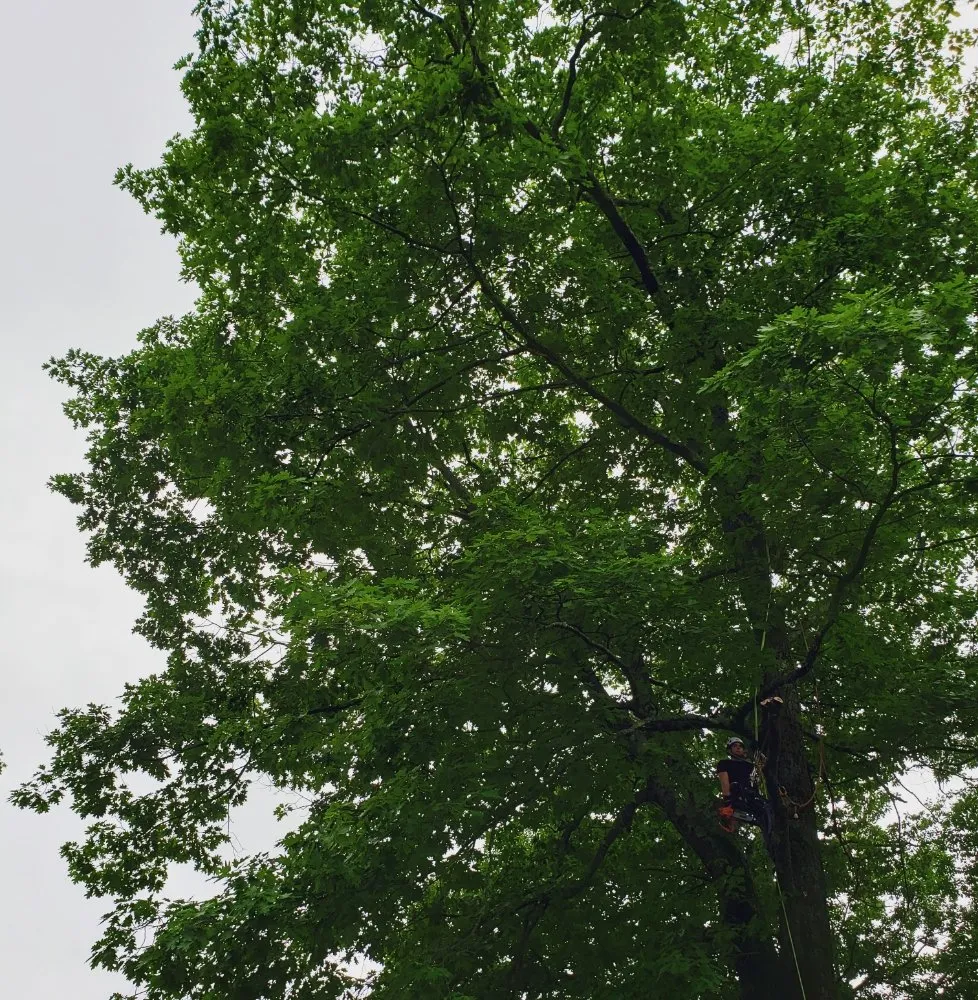 Custom outdoor landscaping for beautiful yards across Oakham, MA - Redemption Tree & Landscape