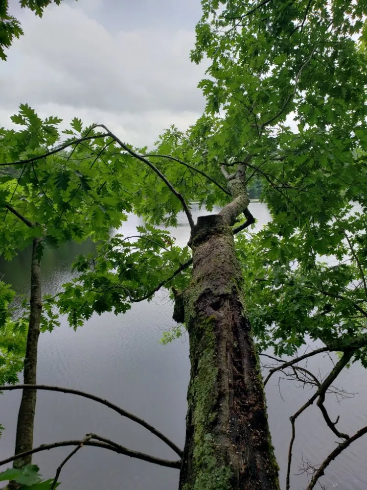 Top-rated landscape installation in Oakham, MA by Redemption Tree & Landscape