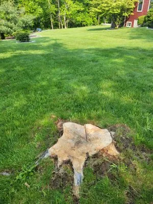 Redemption Tree & Landscape