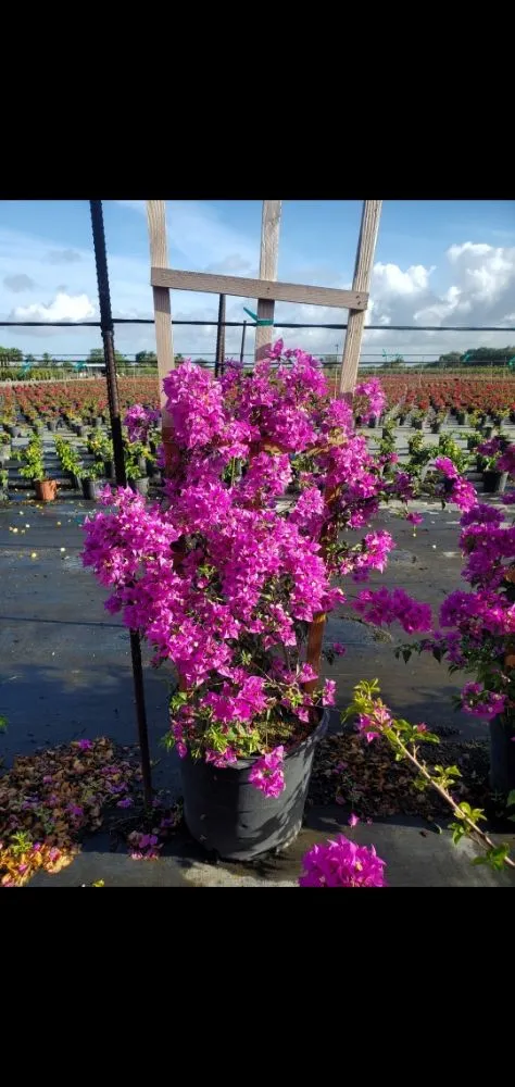 Expert outdoor landscaping for outdoor upgrades across Miami, FL - Redland's GreenLife