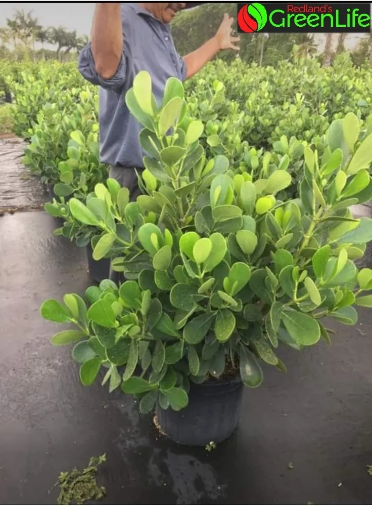 Top-rated landscape design experts serving Miami, FL - Redland's GreenLife