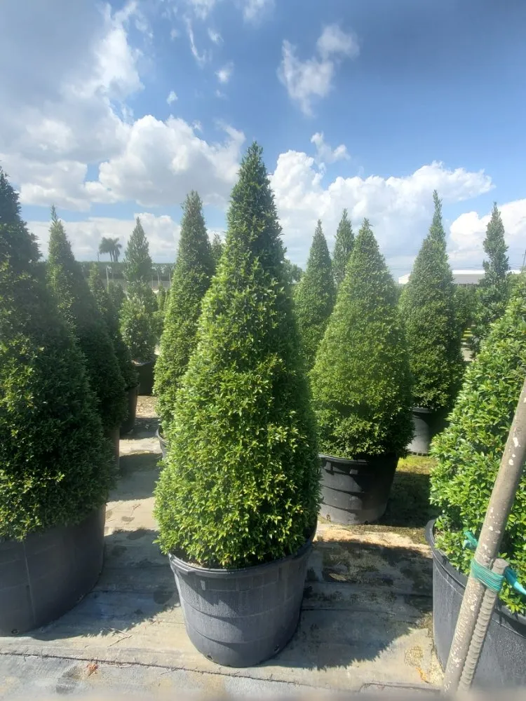 Trusted landscaping services in Miami, FL by Redland's GreenLife