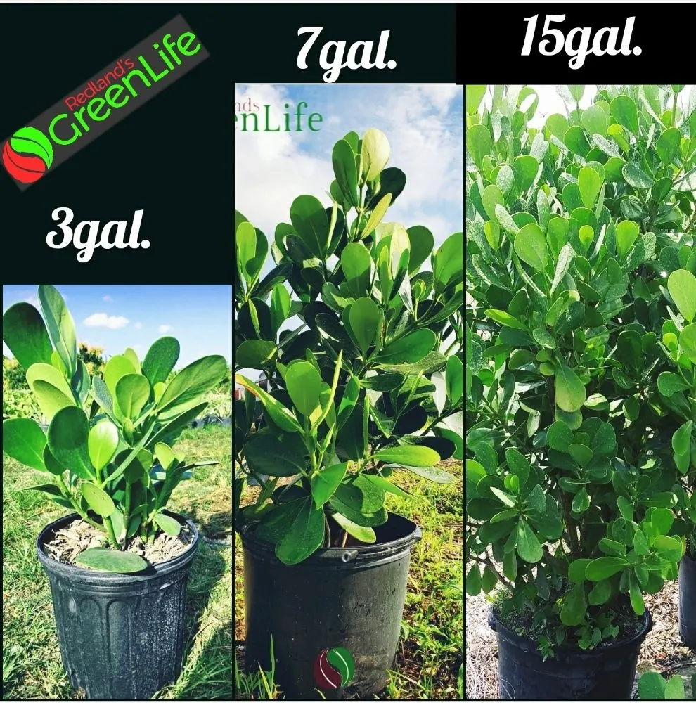 Custom yard maintenance near you across Miami, FL - Redland's GreenLife