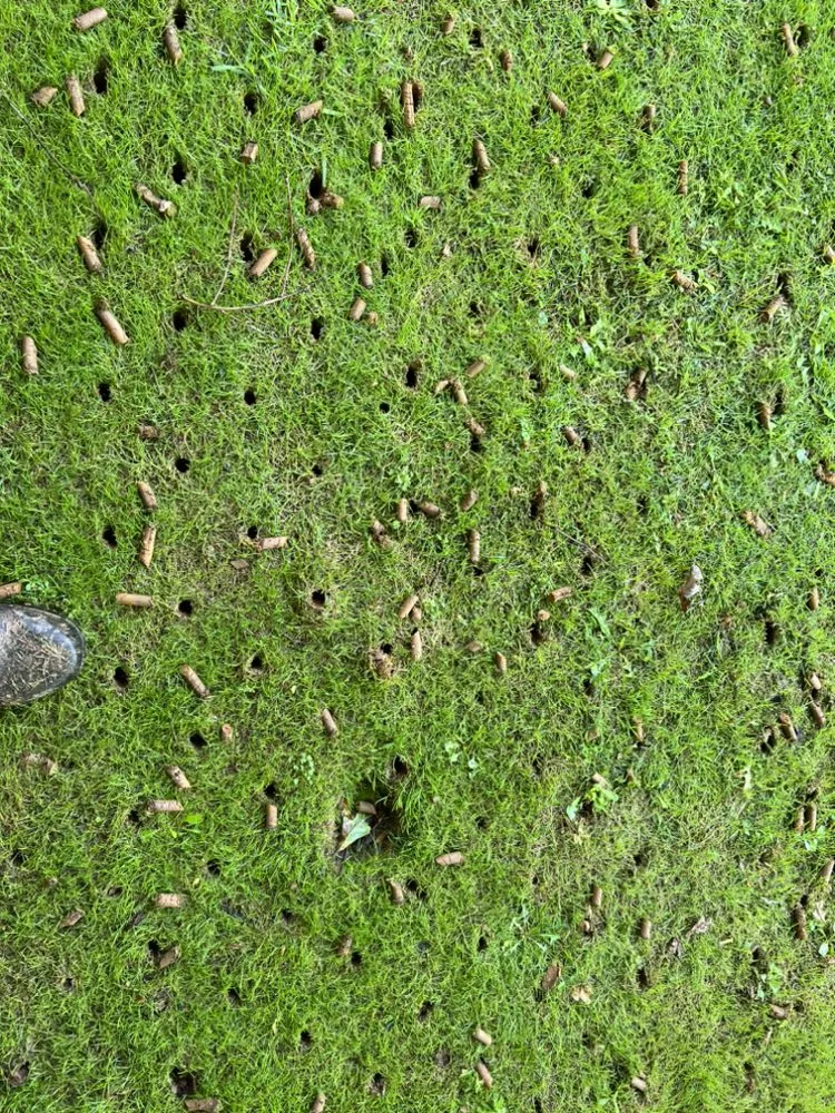 Trusted yard cleanup service for beautiful yards in Calhoun, GA by Reds landscape & lawn maintenance