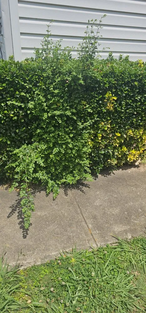 Professional lawn mowing service in College Park, GA by Red's Landscaping