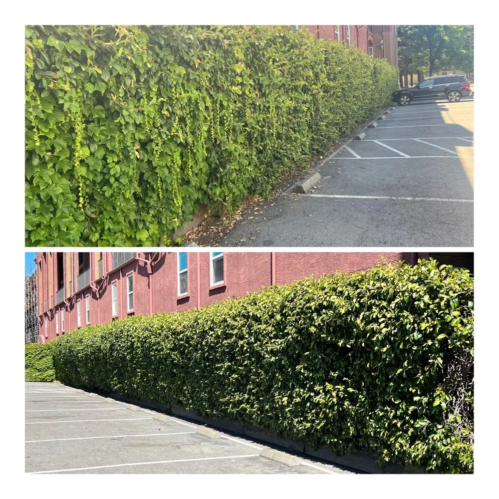 Expert lawn mowing service experts serving Petaluma, CA - Redwood Coast Builds & Restores