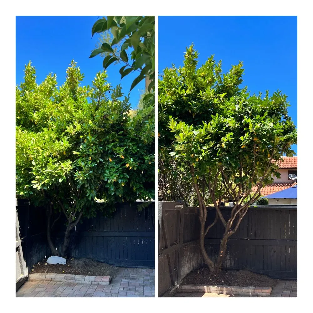 Affordable landscape design for beautiful yards across Petaluma, CA - Redwood Coast Builds & Restores