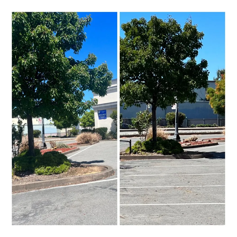 Custom landscape design near you in Petaluma, CA by Redwood Coast Builds & Restores