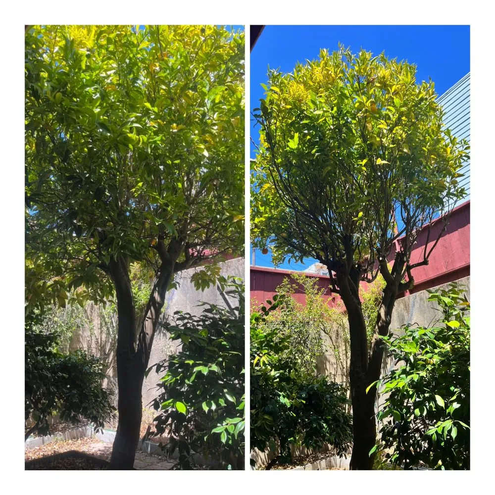 Trusted lawn mowing service near you across Petaluma, CA - Redwood Coast Builds & Restores