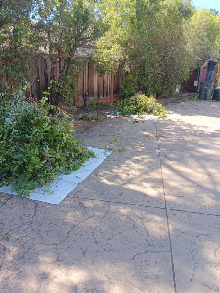 Trusted lawn care service in Redwood City, CA by Redwood Gardening And Landscape