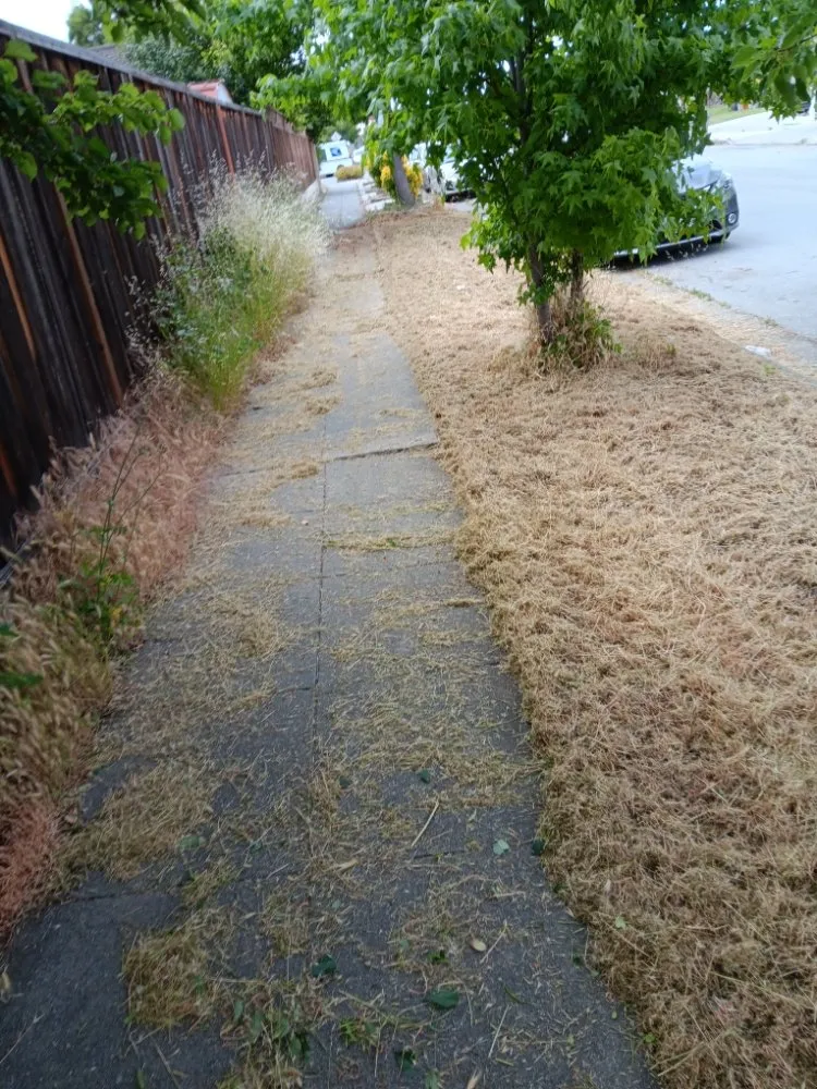 Affordable yard cleanup service near you in Redwood City, CA by Redwood Gardening And Landscape
