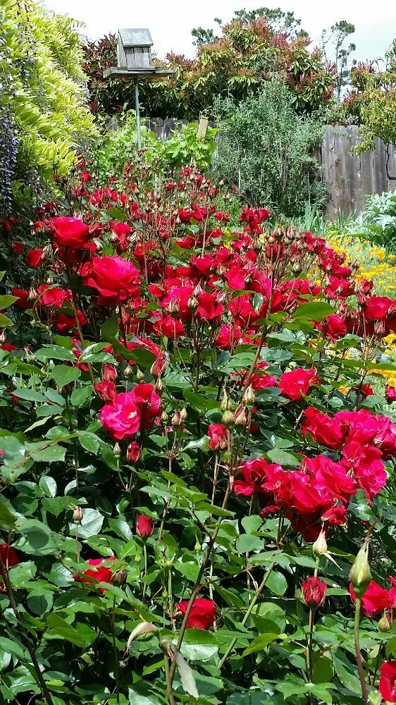 Custom landscape design for residential properties in Novato, CA by Redwood Landscaping Service