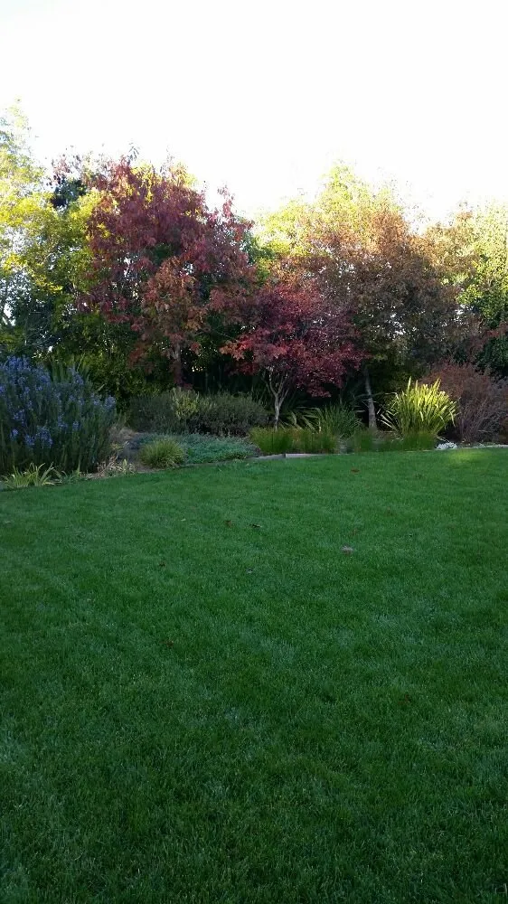 Affordable yard cleanup service in Novato, CA - Redwood Landscaping Service