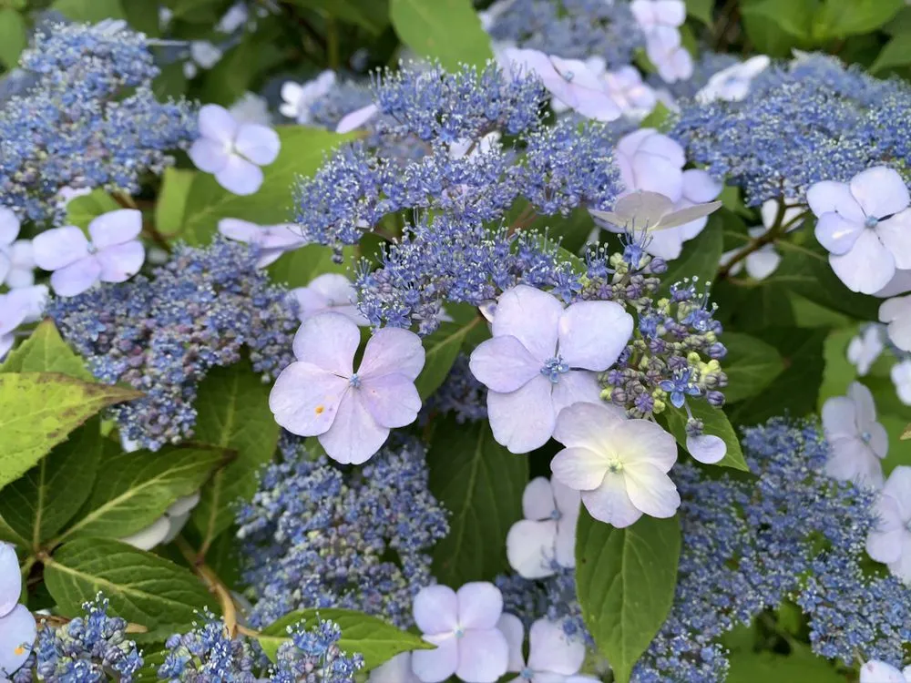 Affordable landscape installation for homes in Swansea, MA by Redwood Nursery & Garden Center