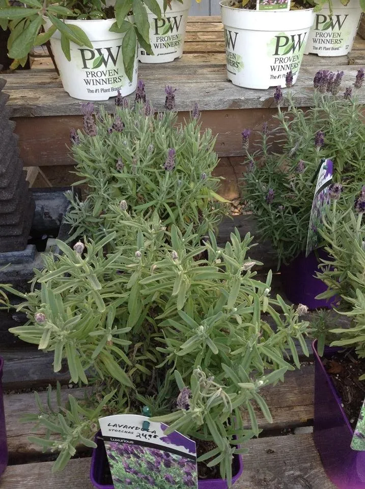 Reliable yard maintenance in Swansea, MA by Redwood Nursery & Garden Center