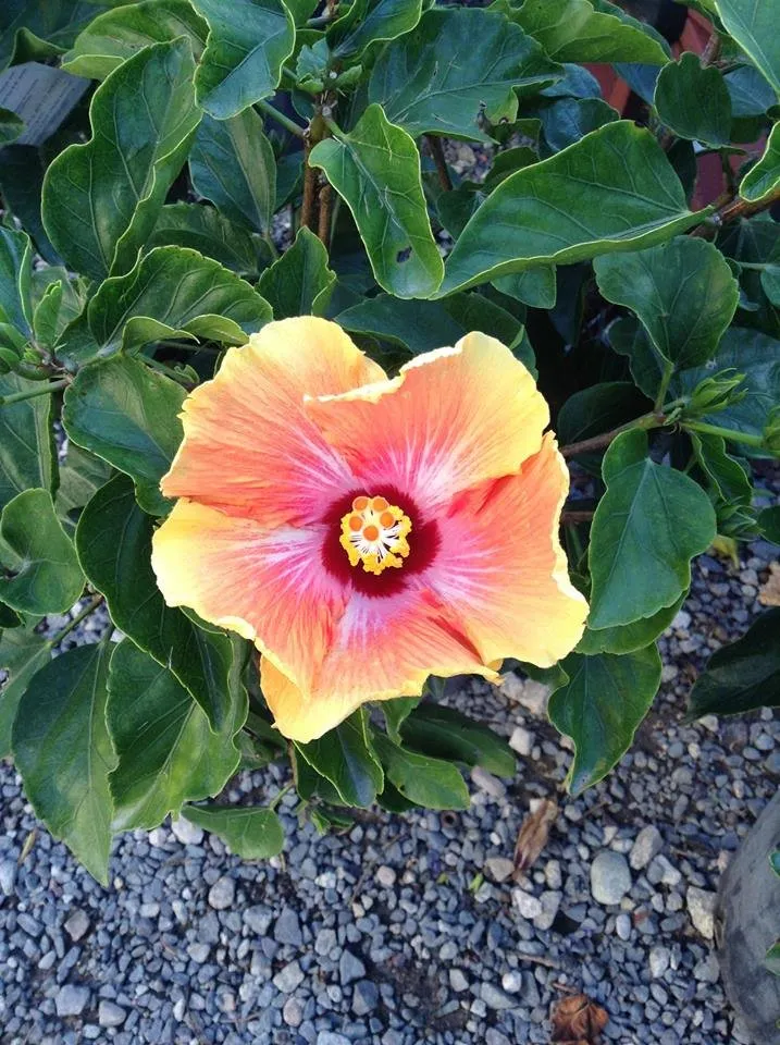 Affordable outdoor landscaping for homes in Swansea, MA by Redwood Nursery & Garden Center