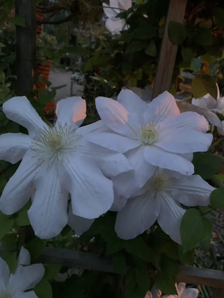 Professional landscape design in Swansea, MA by Redwood Nursery & Garden Center