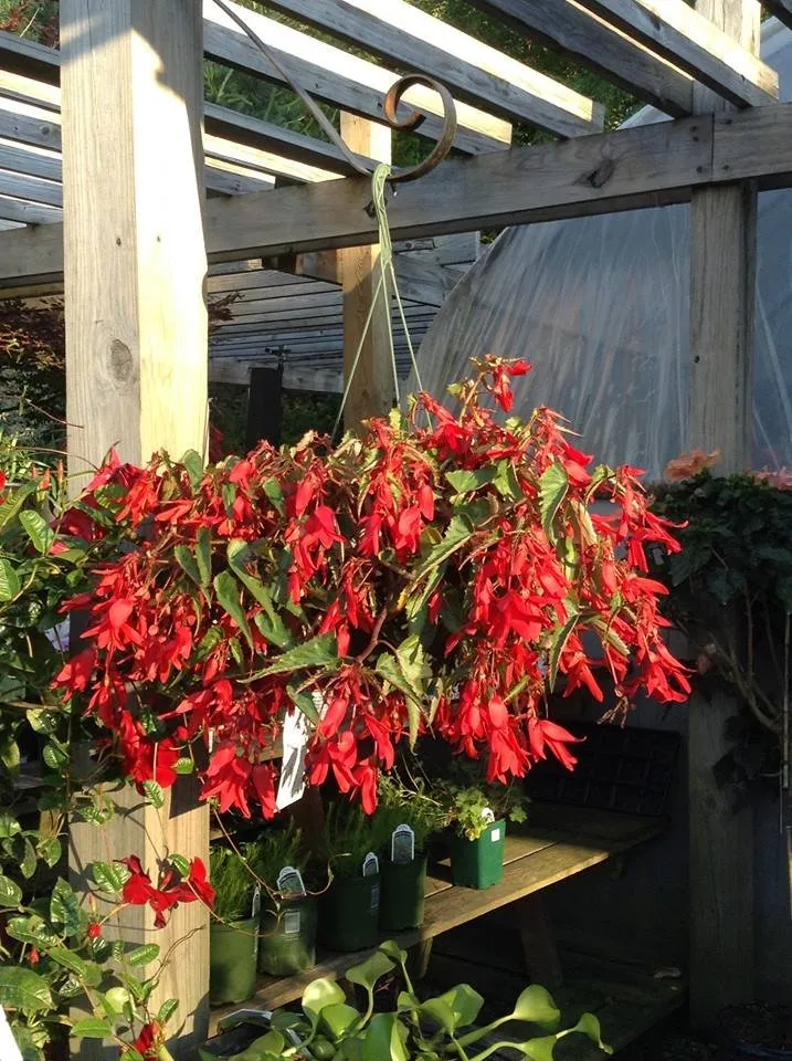 Local landscaping services experts serving Swansea, MA - Redwood Nursery & Garden Center