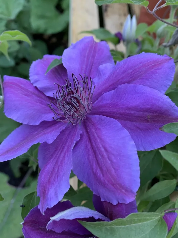 Professional lawn care service in Swansea, MA - Redwood Nursery & Garden Center