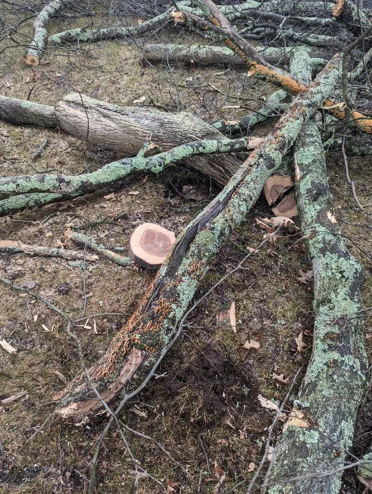 Local yard cleanup service in New Providence, NJ by Redwood Tree & Landworx