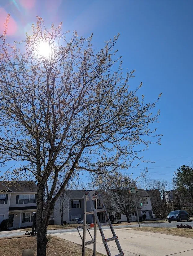 Reliable yard cleanup service in Charlotte, NC by Reed -Worxx