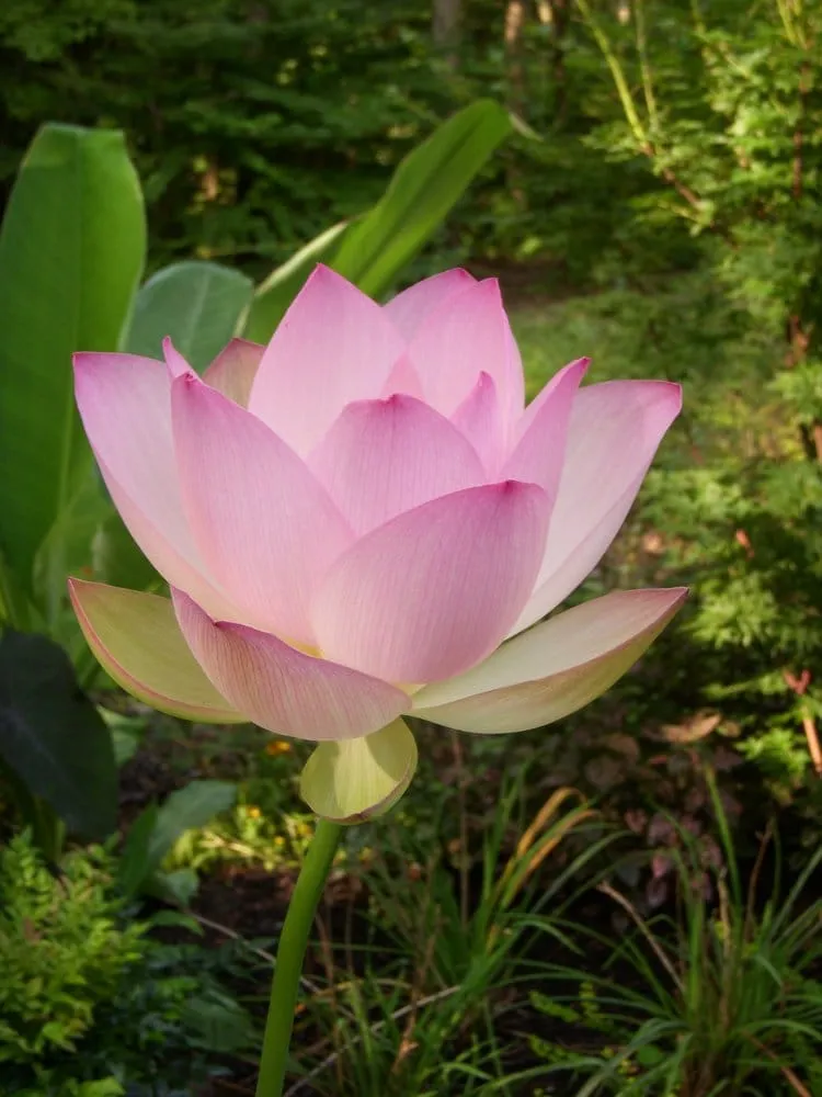 Professional landscaping services in New Bern, NC - Reed Landscape Irrigation