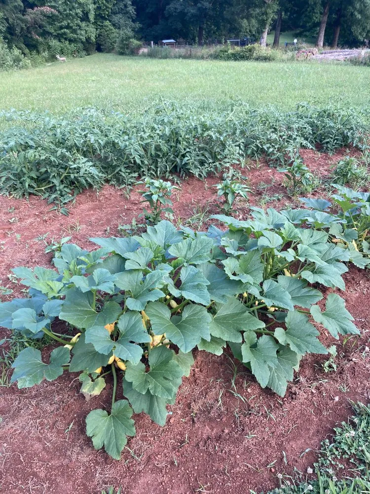 Top-rated garden landscaping in Liberty, SC - Reeds Landscaping and More