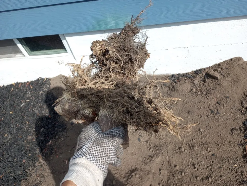 Local landscaping services experts serving Tonawanda, NY - Reeds Landscaping