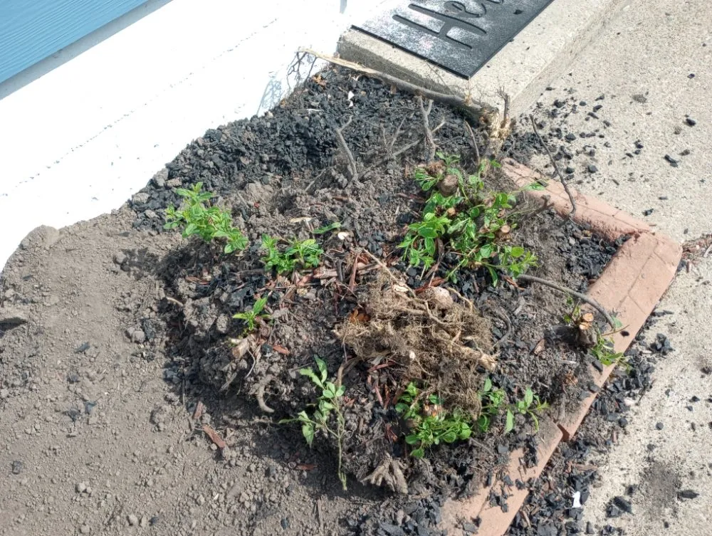 Expert outdoor landscaping in Tonawanda, NY by Reeds Landscaping