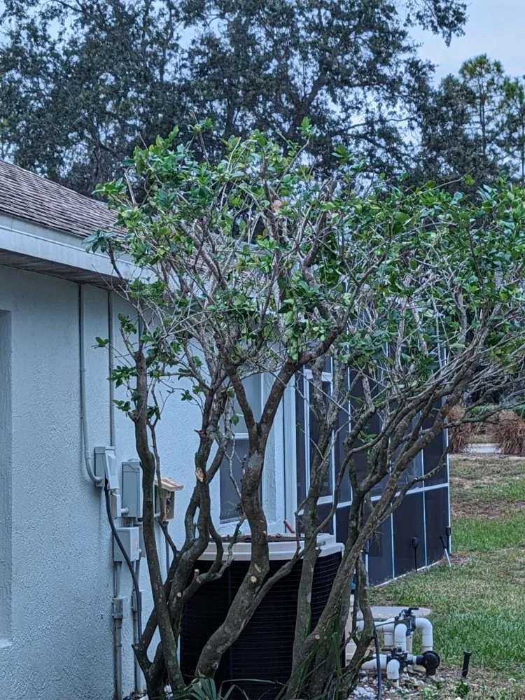 Trusted yard cleanup service in Kissimmee, FL - Reed's Lawn & Property Maintenance