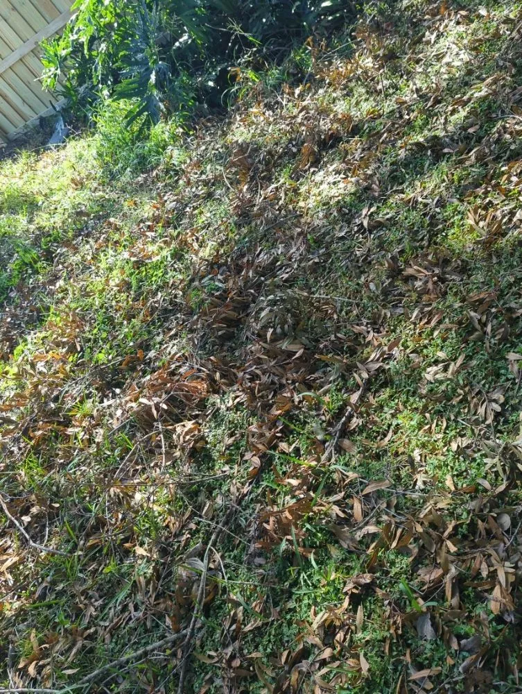 Top-rated lawn mowing service in Kissimmee, FL - Reed's Lawn & Property Maintenance