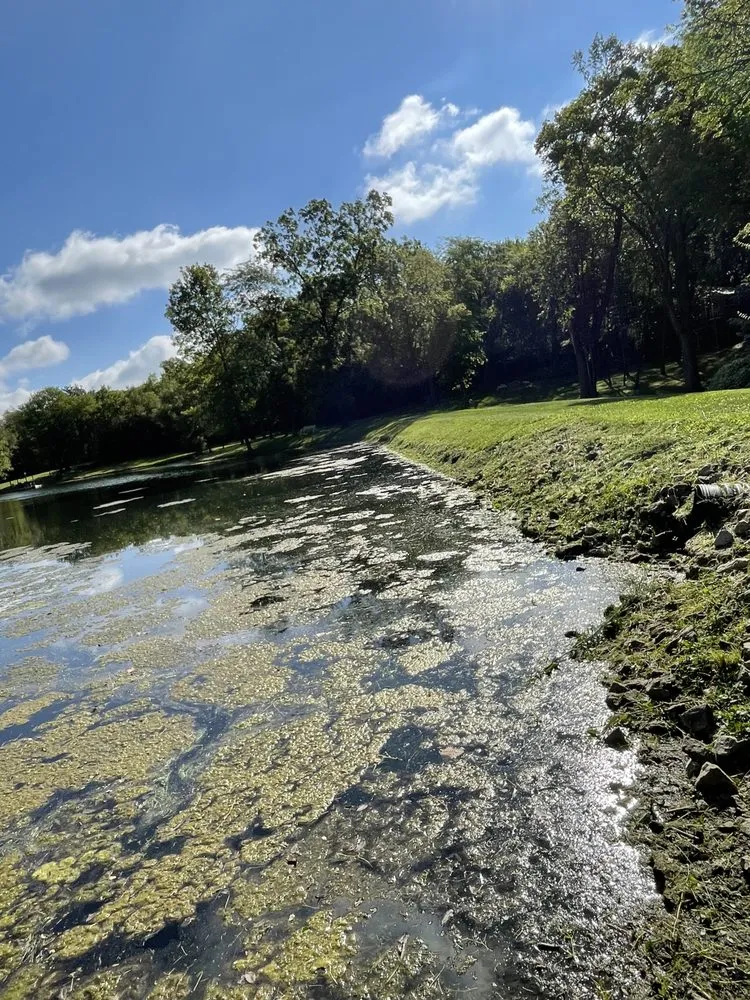 Professional lawn care service in Blue Mound, IL - Reeds Services and Yard Maintenance