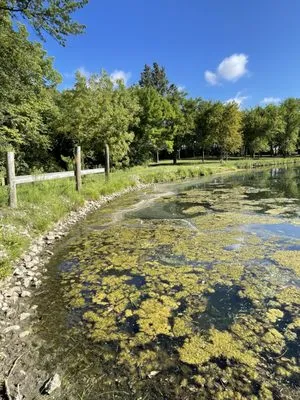 Reeds Services and Yard Maintenance