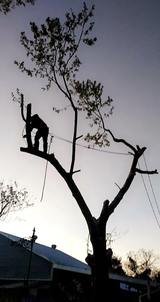 Top-rated lawn mowing service with custom design in Wills Point, TX by Reel Contractors and Tree Service