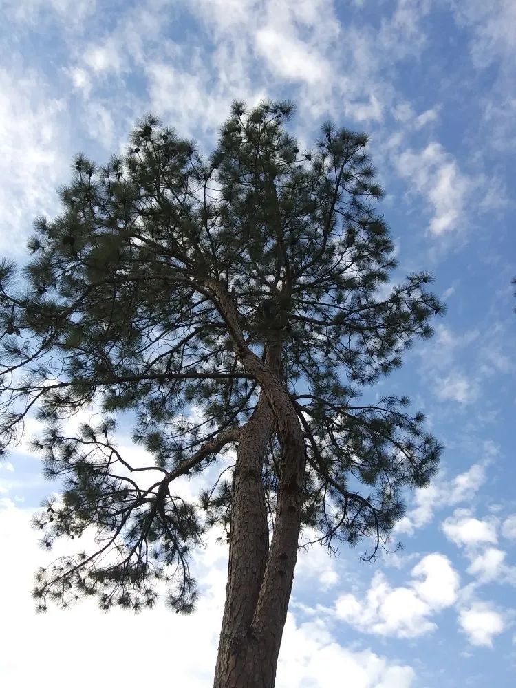 Reliable yard maintenance in Wills Point, TX by Reel Contractors and Tree Service