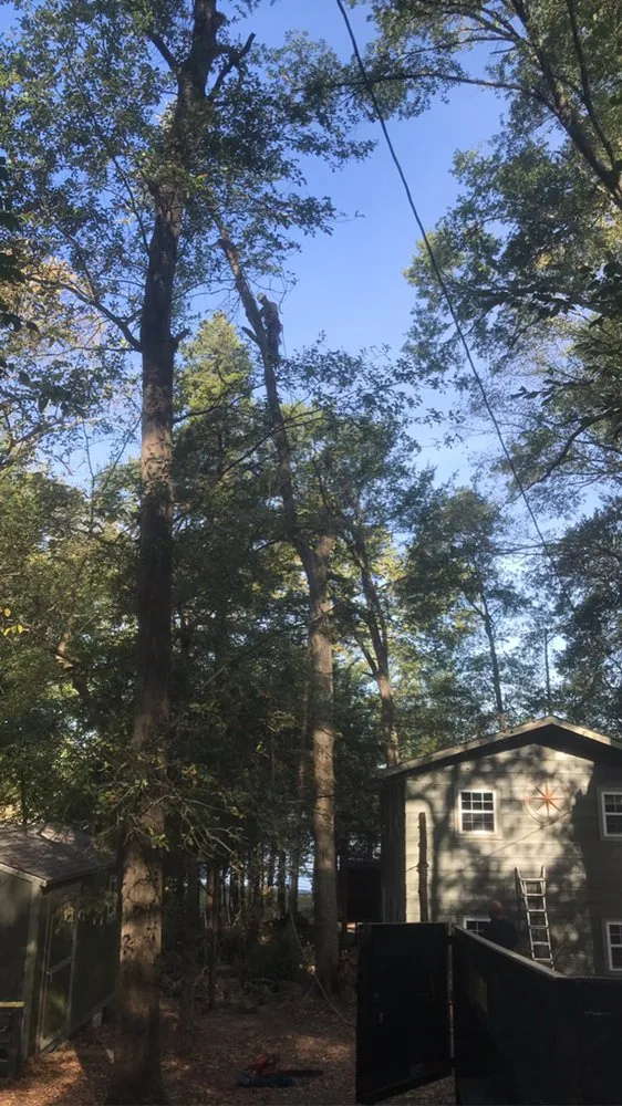 Professional yard cleanup service near you across Wills Point, TX - Reel Contractors and Tree Service