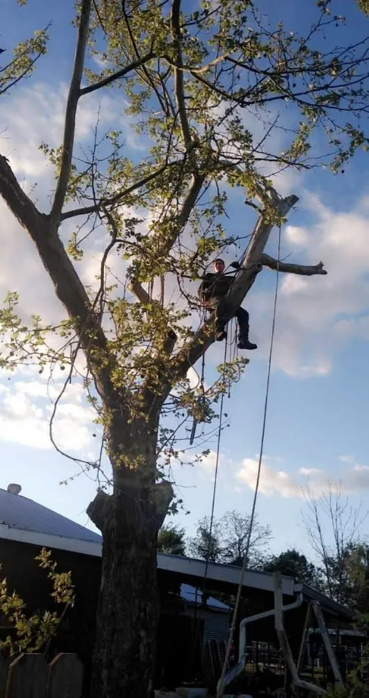 Reliable lawn mowing service in Wills Point, TX - Reel Contractors and Tree Service