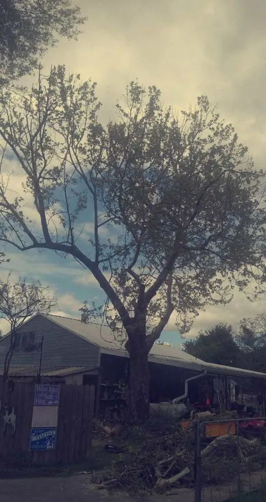 Custom yard maintenance for residential properties across Wills Point, TX - Reel Contractors and Tree Service